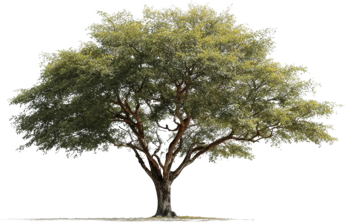 Acacia tree